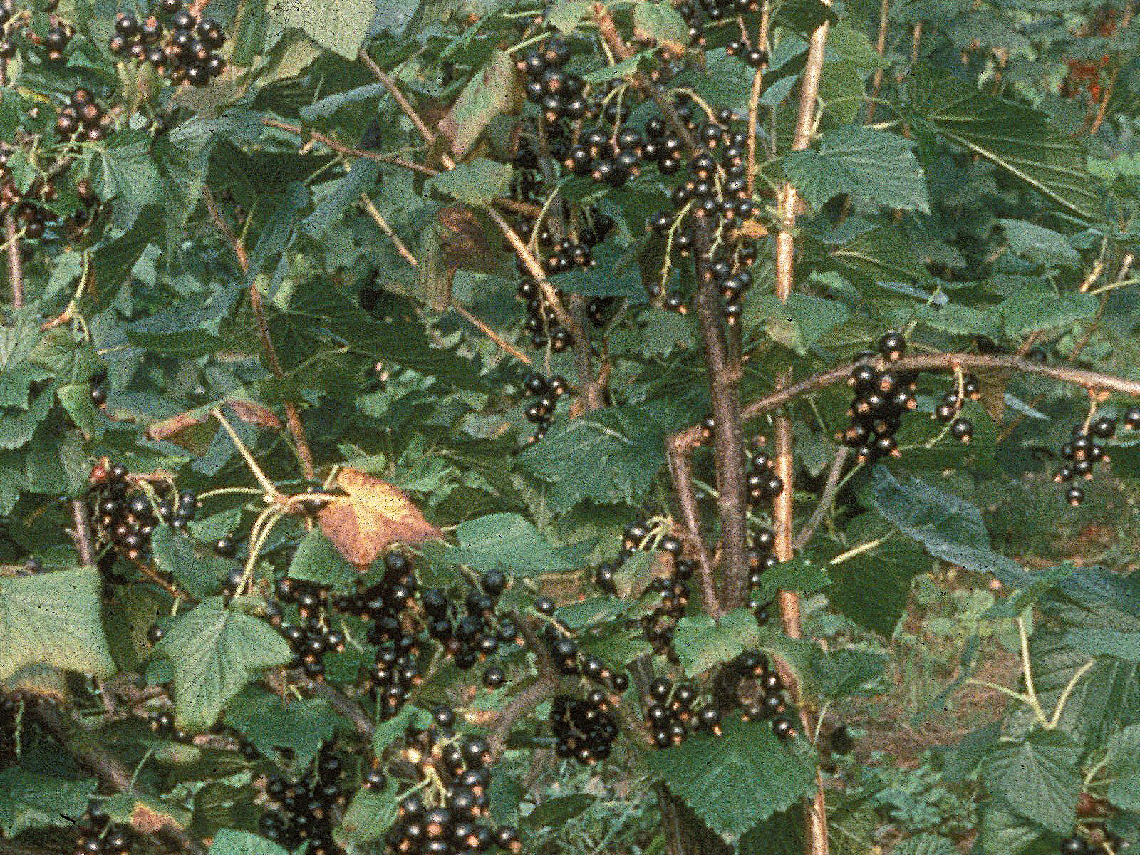 Planta Grosella - Vivero y venta frutos del bosque Asturias
