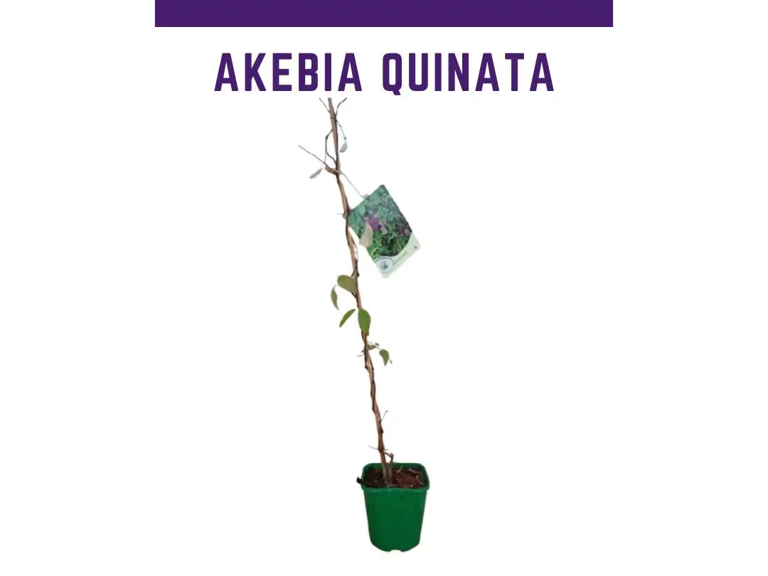 Akebia quinata planta chocolate trepadora