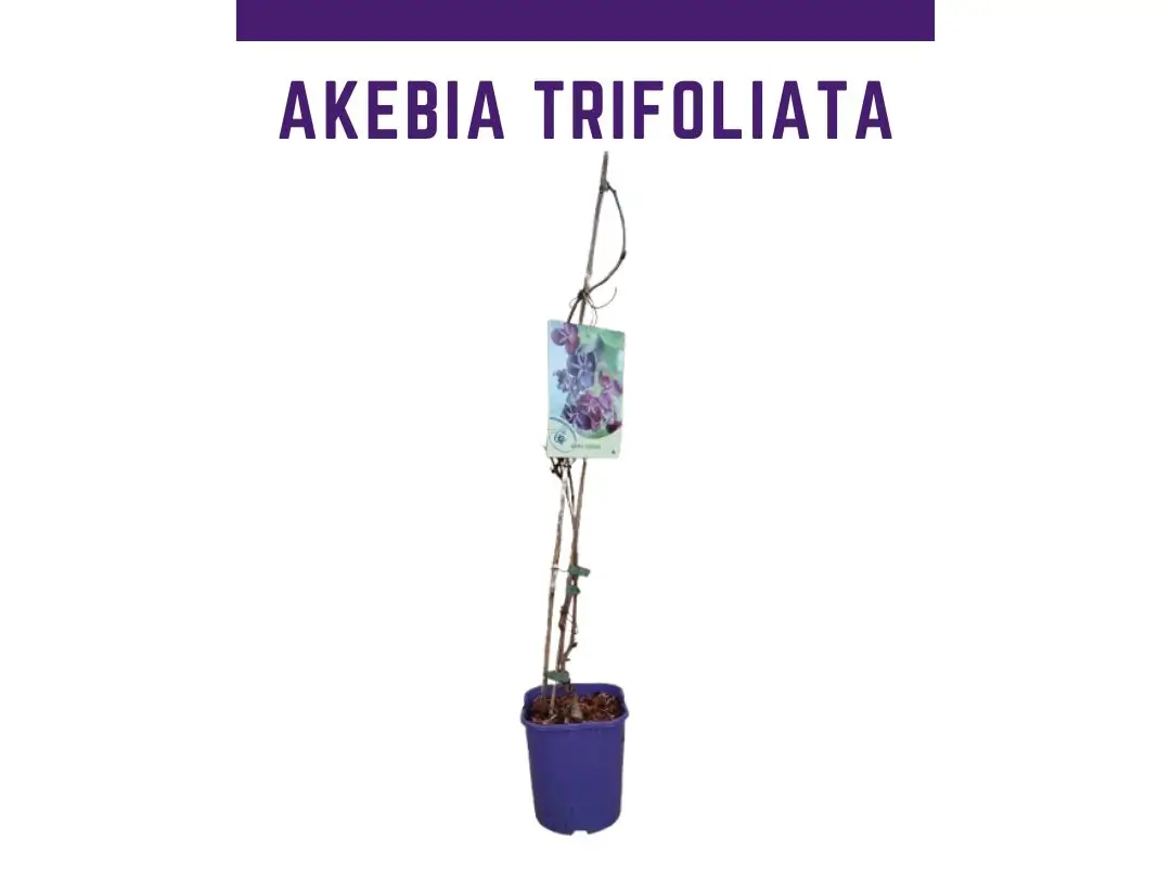 Akebia trifoliata, Akebia de 3 hojas