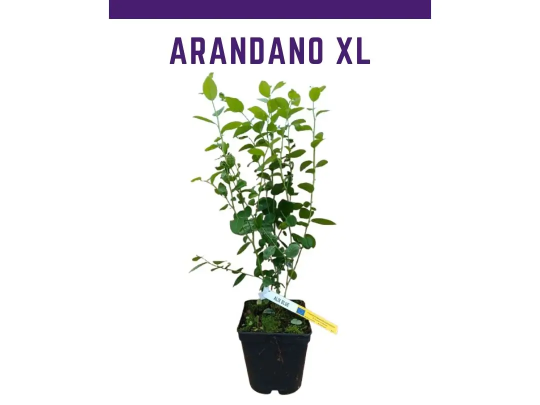 Planta arandano Alix blue maceta 4L