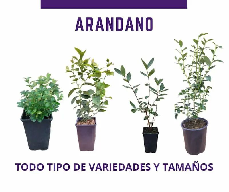 Plantas de arándano, arándano rojo, arándano rosa, arándano enano