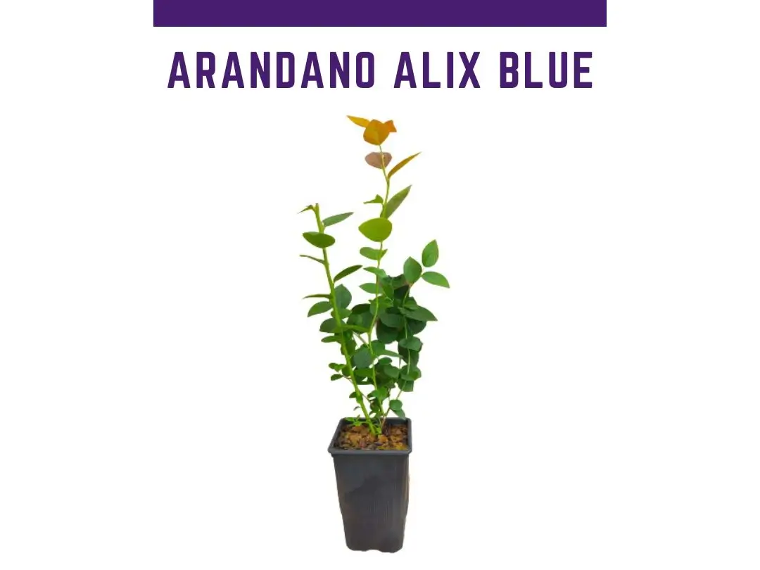 Planta de arndano Variedad Alix blue en maceta de 1 L