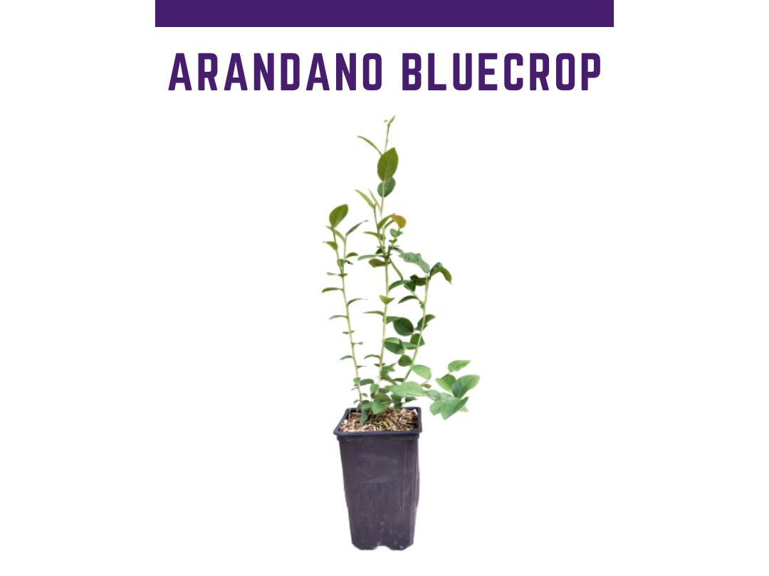 Venda online de plantas de mirtilo Bluecrop 1L