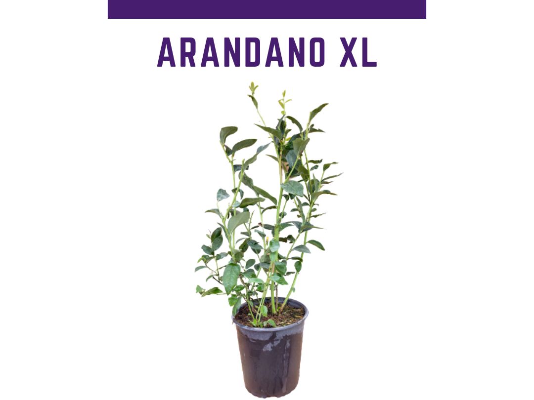 Planta arndano bluecrop maceta 4 L