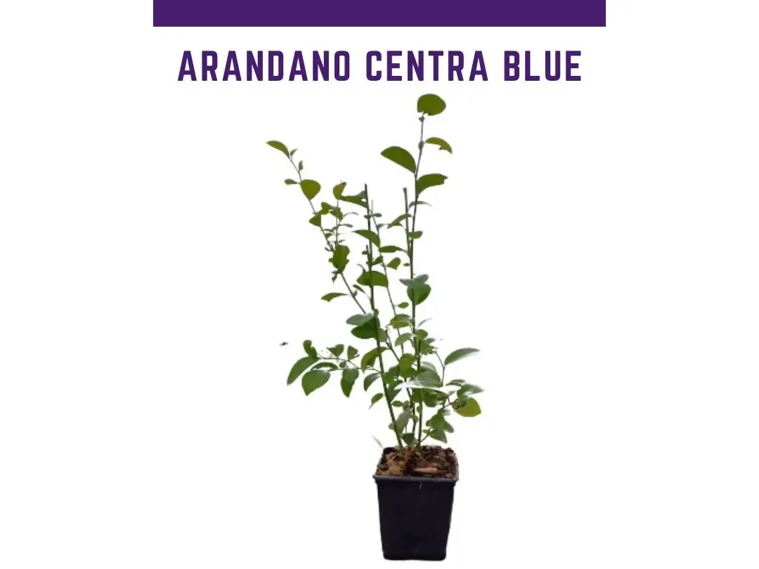 planta arandano centra blue ojo de conejo rabbiteye (Vaccinium ashei)