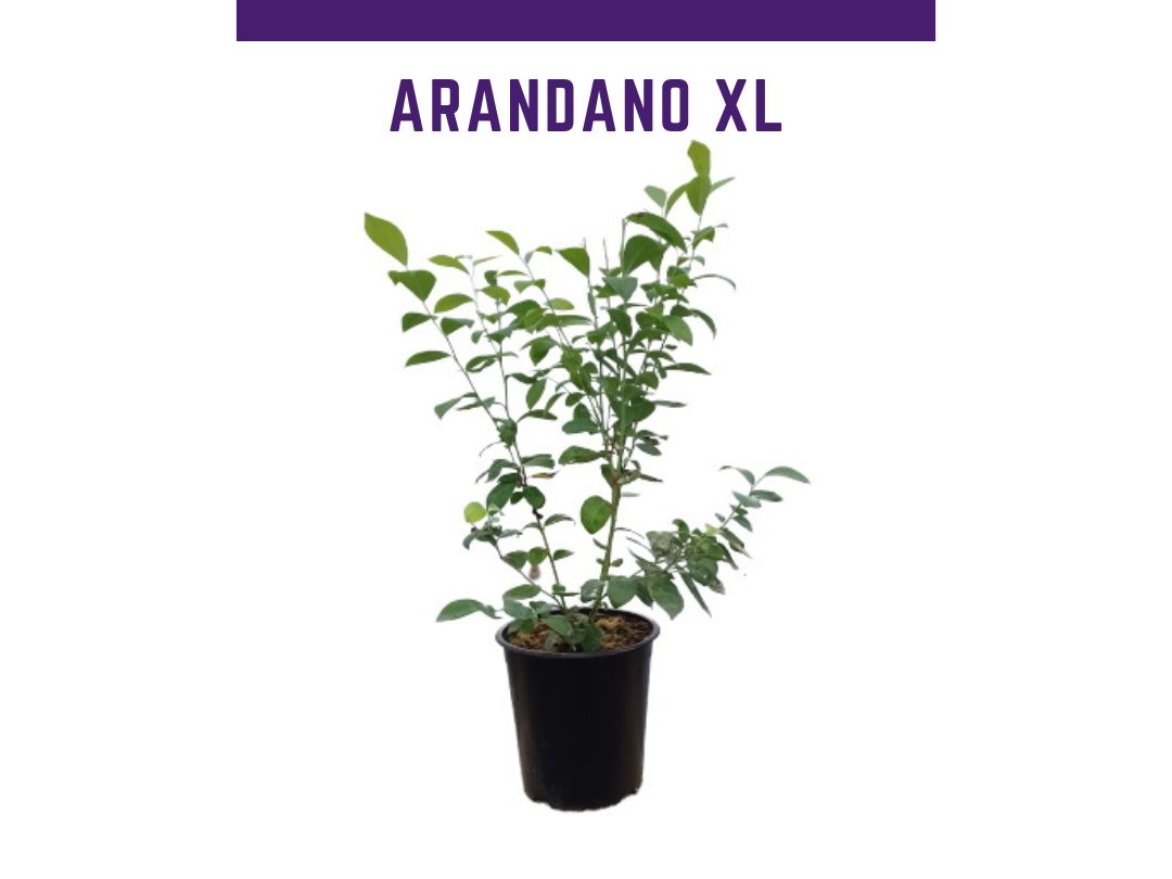 Planta arndano Centra blue maceta 4 L (Vaccinium ashei)