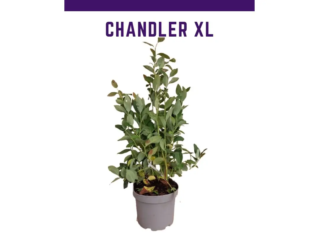 Planta ar�ndano chandler en maceta 4 L