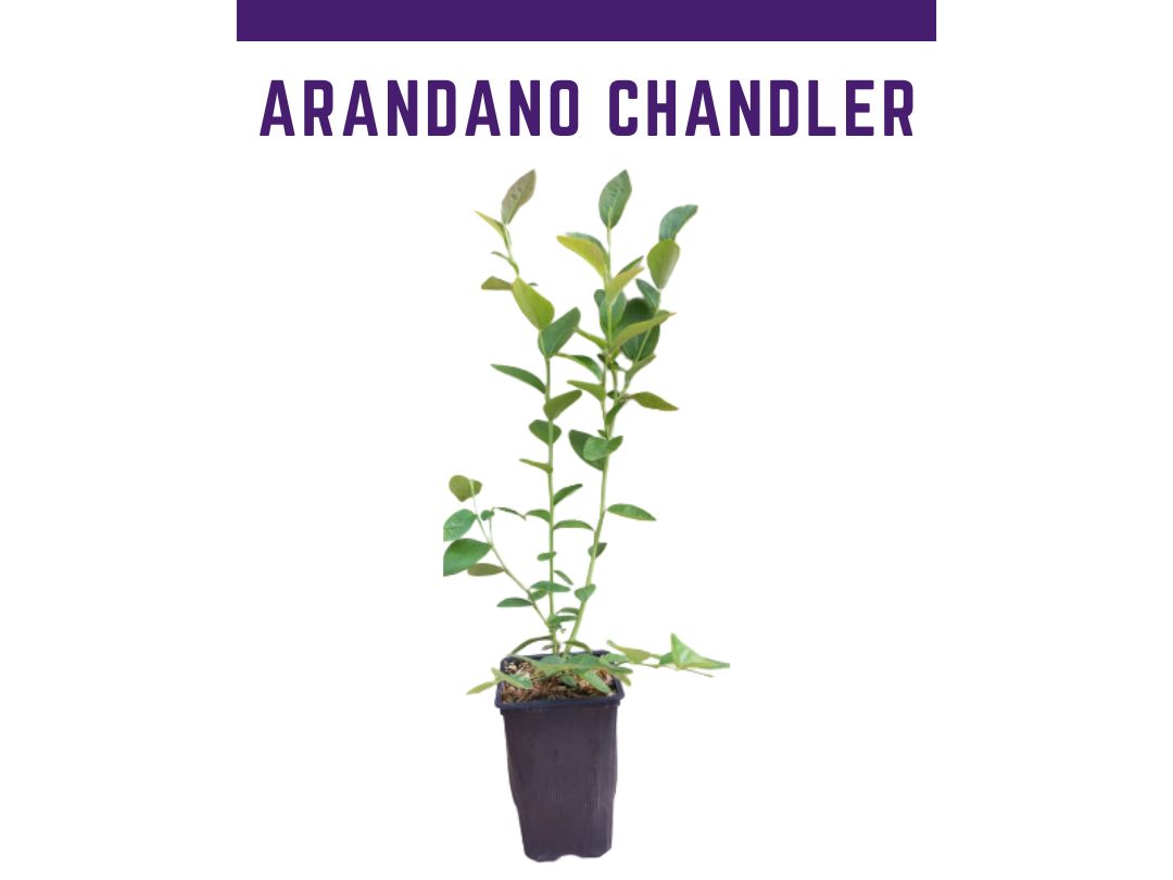 Planta mirtilo Chandler vaso 1L