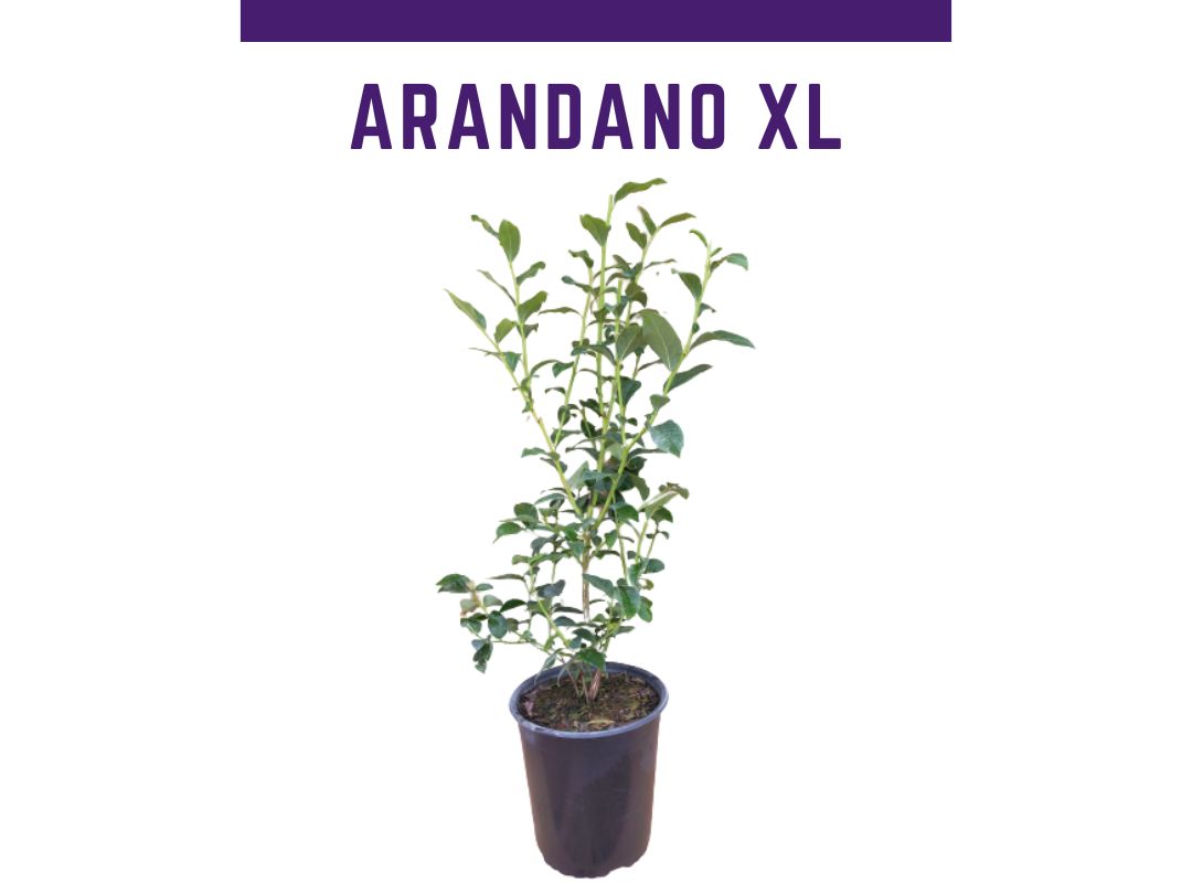 Planta mirtilo Chandler vaso 4L