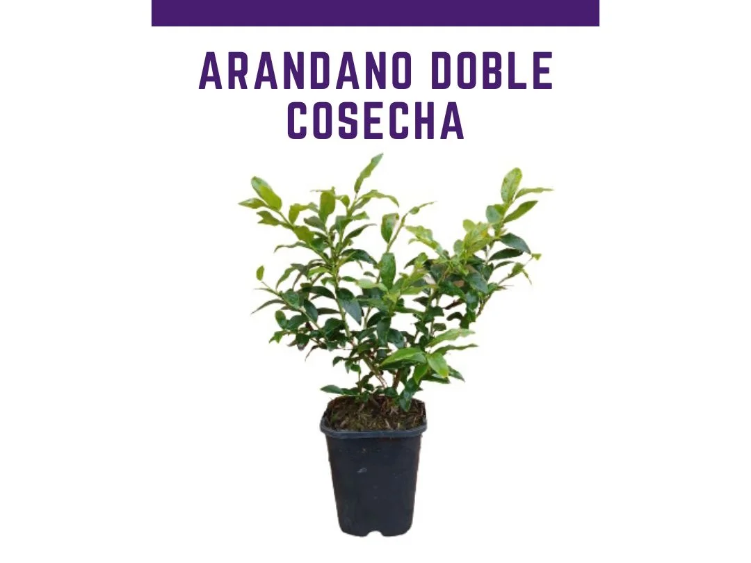 Planta de arandano doble cosecha Hortblue Petite Vaccinium corymbosum