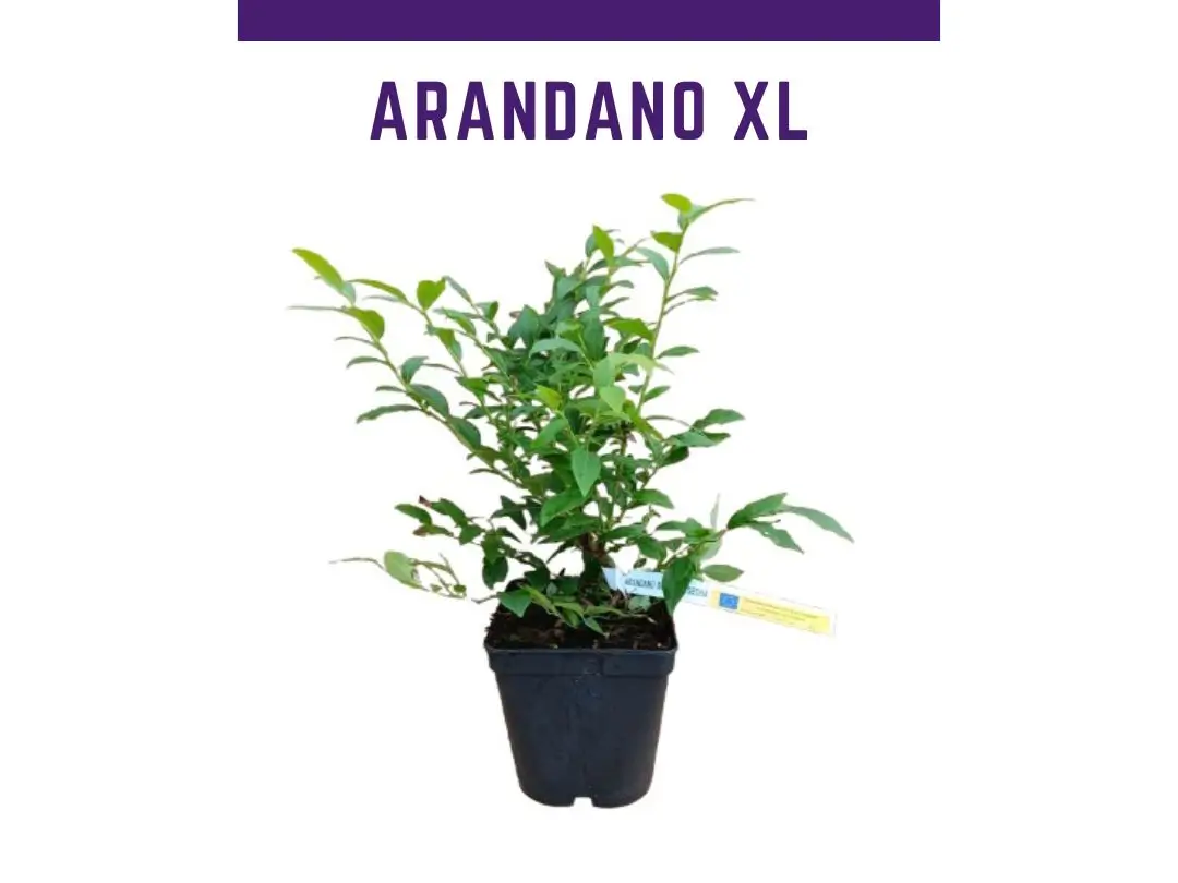 Mirtilo colheita dupla Hortblue Petite vaso 4 L