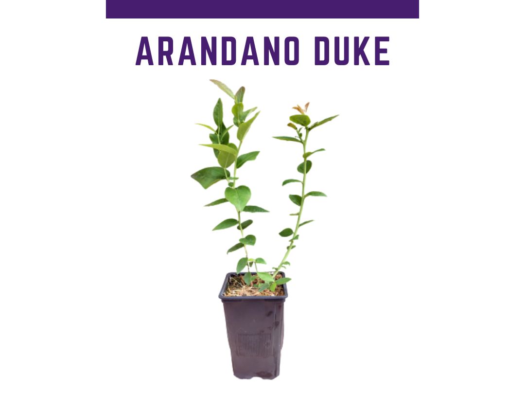 Planta arndano variedad Duke en maceta 1,5 L