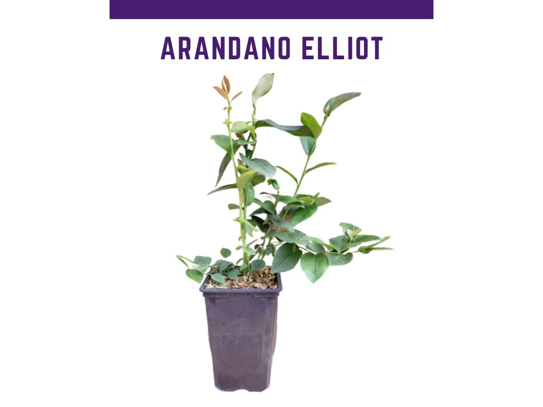 Planta mirtilo elliot vaso 1 L