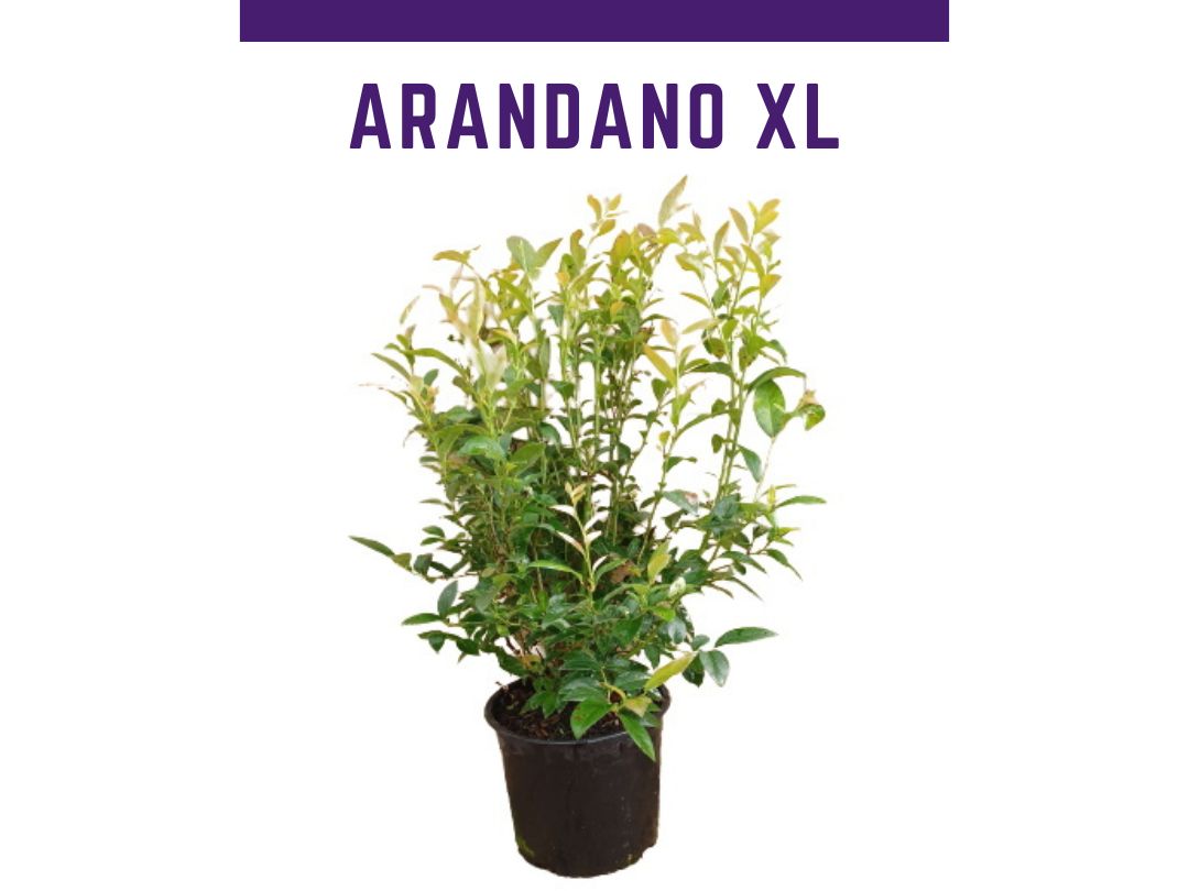 Planta arndano variedad Elliot maceta 4L