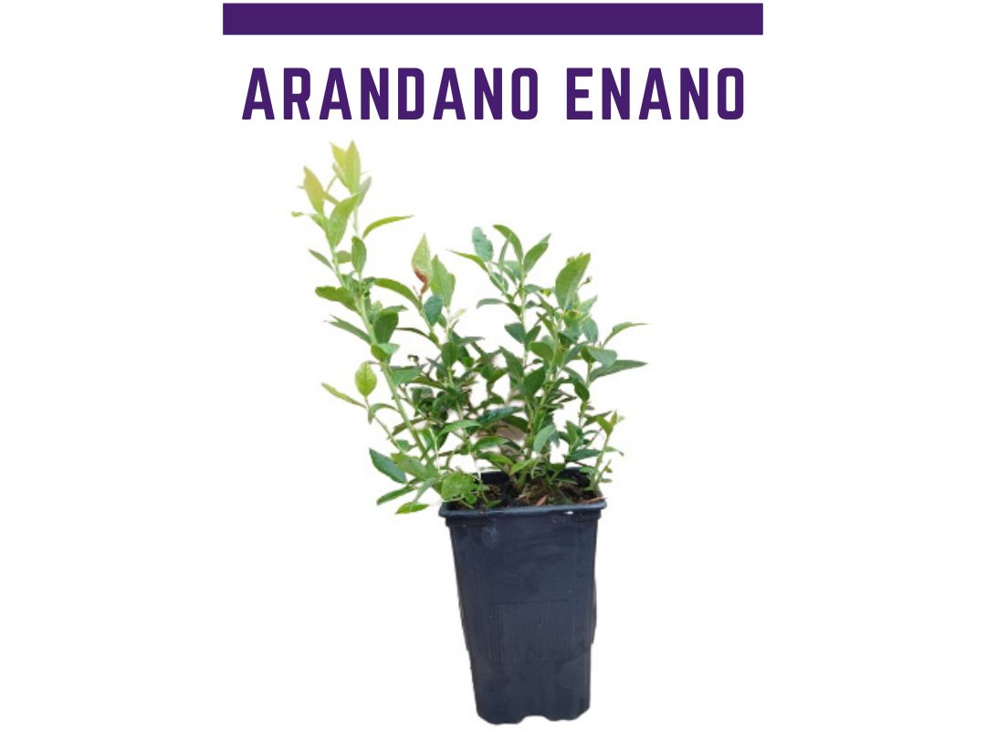 Planta de arndano enano, Vaccinium corymbosum x angustifolium