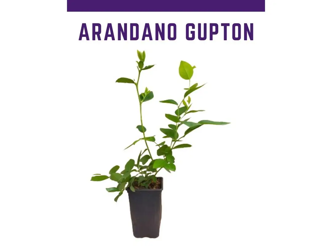 Planta arndano Variedad Gupton maceta 1 L