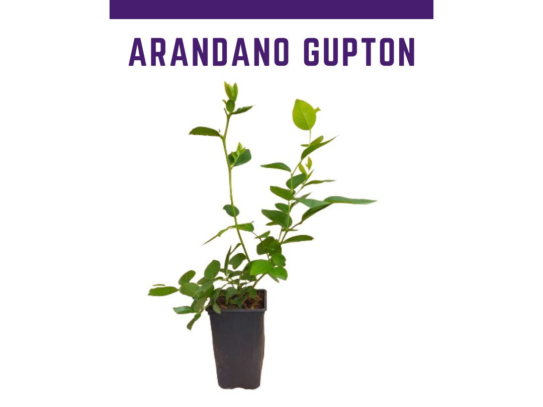 planta de mirtilo Gupton vaso 1L