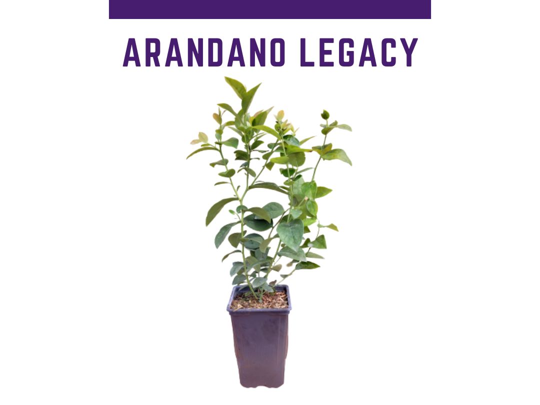 Planta arndano legacy en maceta 1,5 L