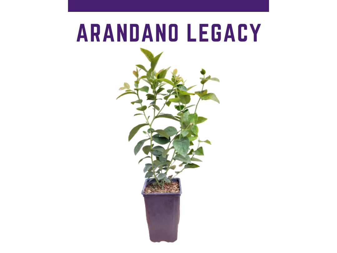 Planta arndano legacy en maceta 1 L