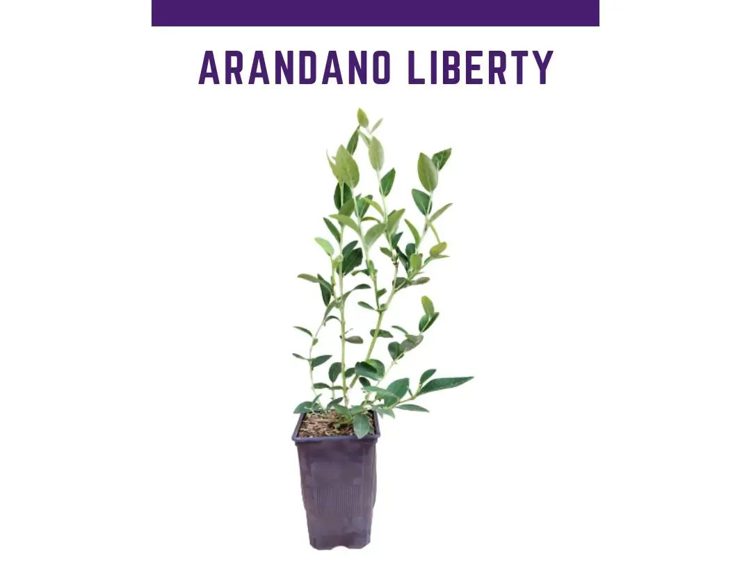 Venta online de plantas de arndano liberty en maceta de 1 L