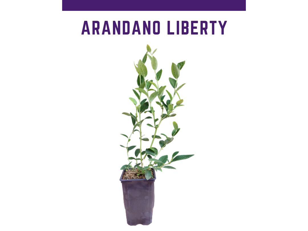 Venta online de plantas de arndano liberty en maceta de 1,5 L