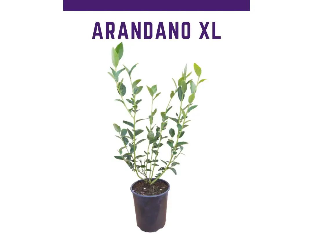 Venta online de plantas de arándano liberty en maceta de 4 L