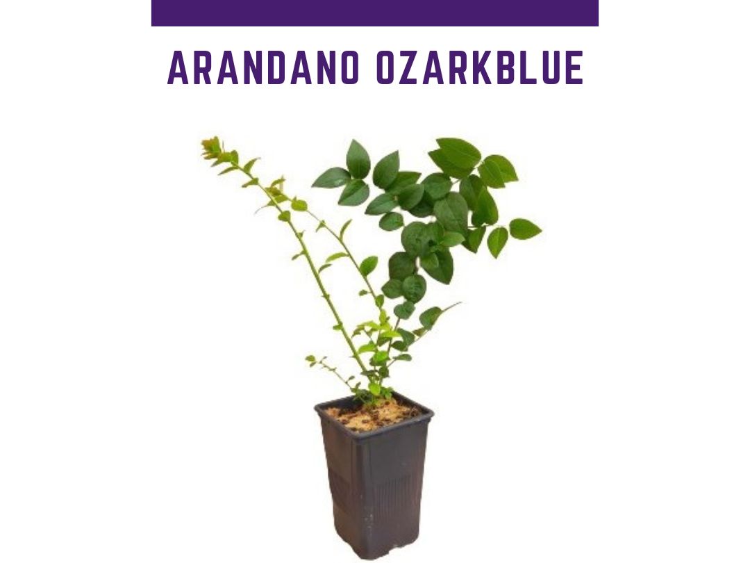 Planta mirtilo Ozarkblue vaso 1L