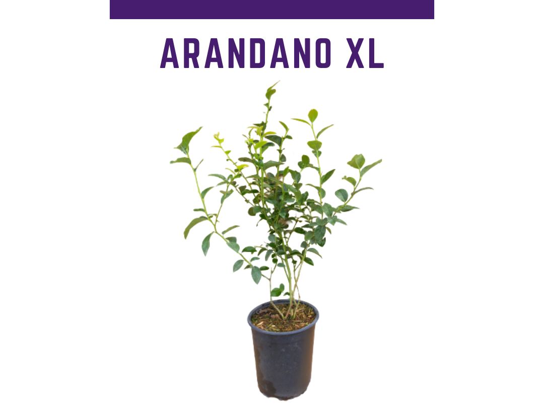 venta online de plantas de arandano ozarkblue en maceta de 4L