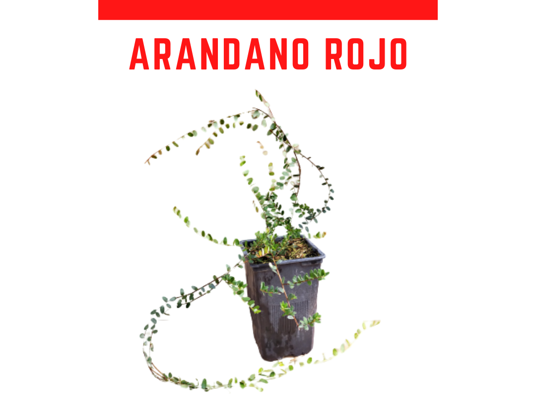 Venta online  Planta arndano rojo maceta 1 L