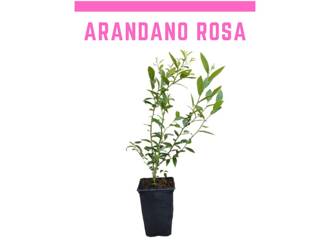 Planta de arndano rosa Pink Lemonade