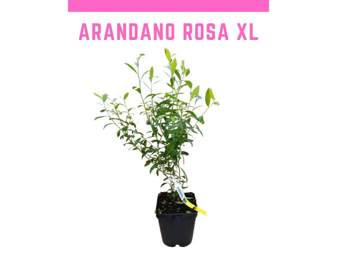 Planta de arandano rosa pink lemonade 4L