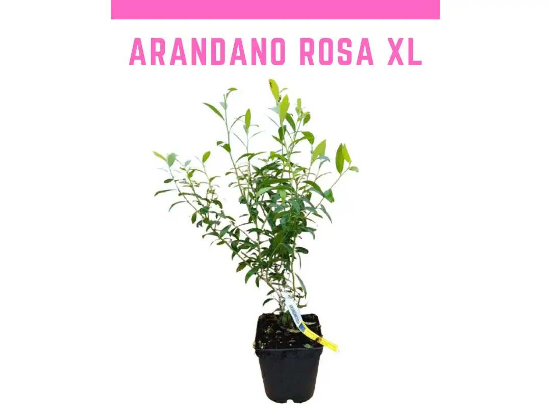 Planta de arandano rosa pink lemonade 4L