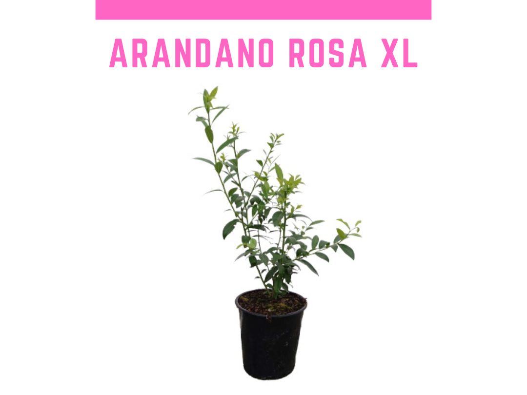 Planta de arandano rosa pink lemonade 4L