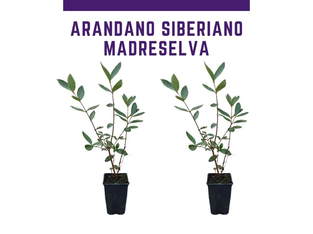 Planta de arandano siberiano madreselva