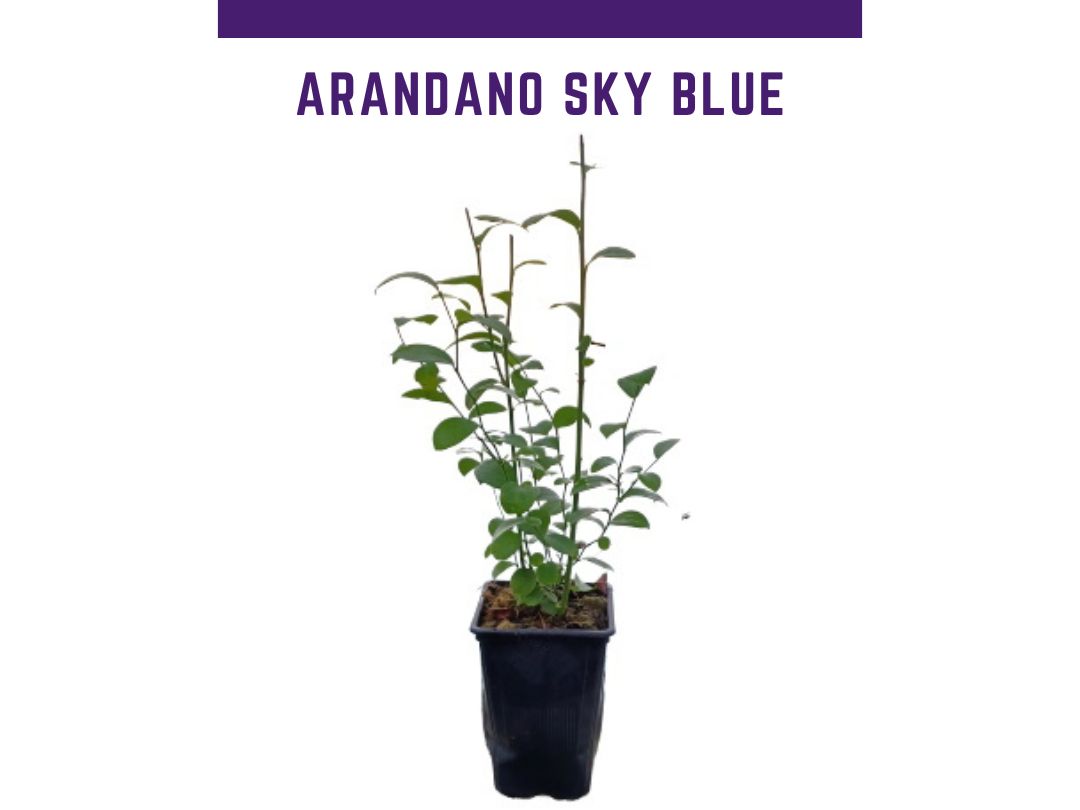 planta de mirtilo Sky blue Vaccinium ashei vaso 1L