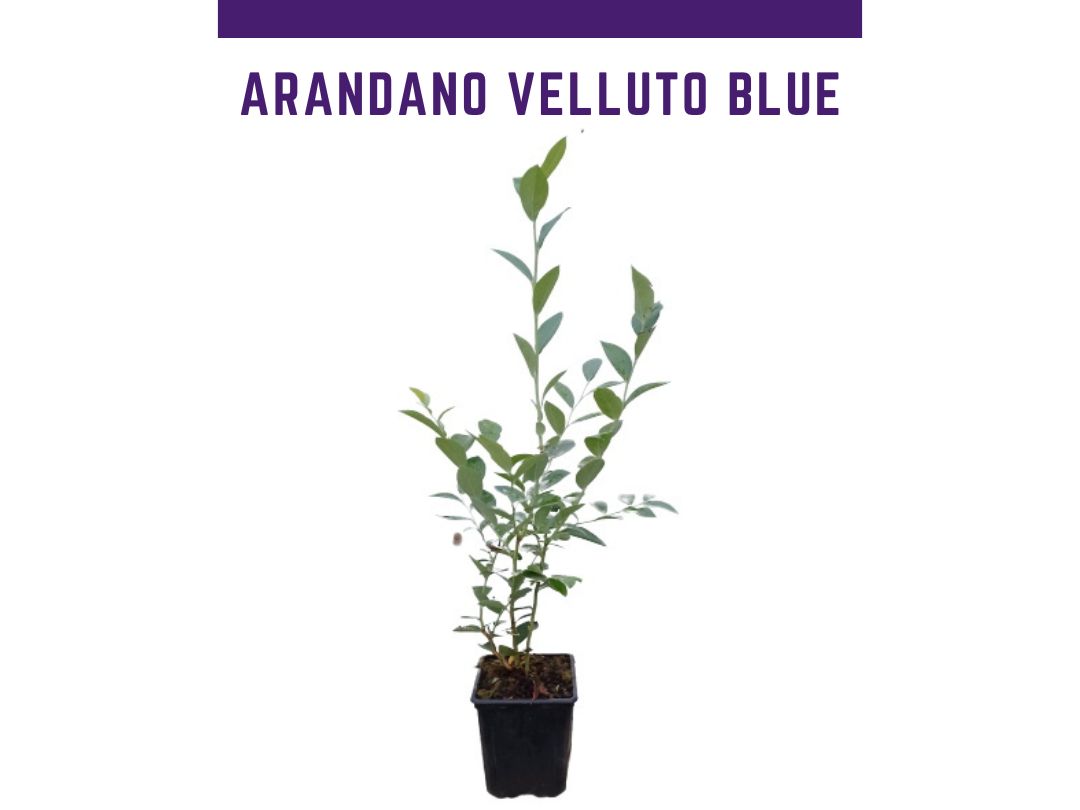 Planta de arndano Velluto blue - Ojo de conejo maceta de 1,5 L