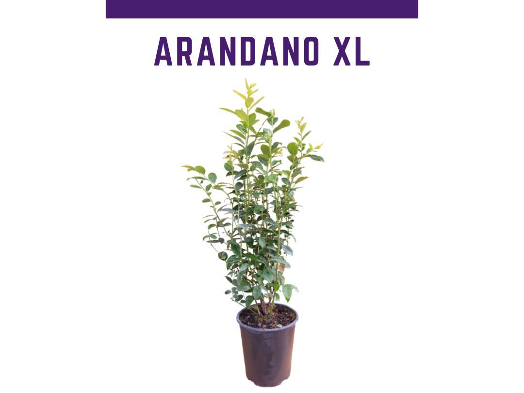 Planta arndano variedad Legacy  maceta 4L