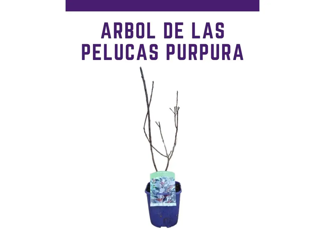 Planta de �rbol de las pelucas Royal Purple 2L