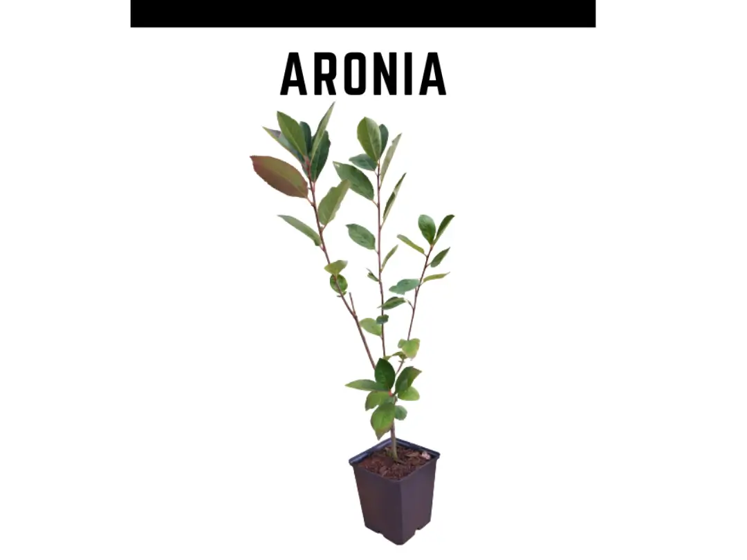 Venta planta aronia 1 L