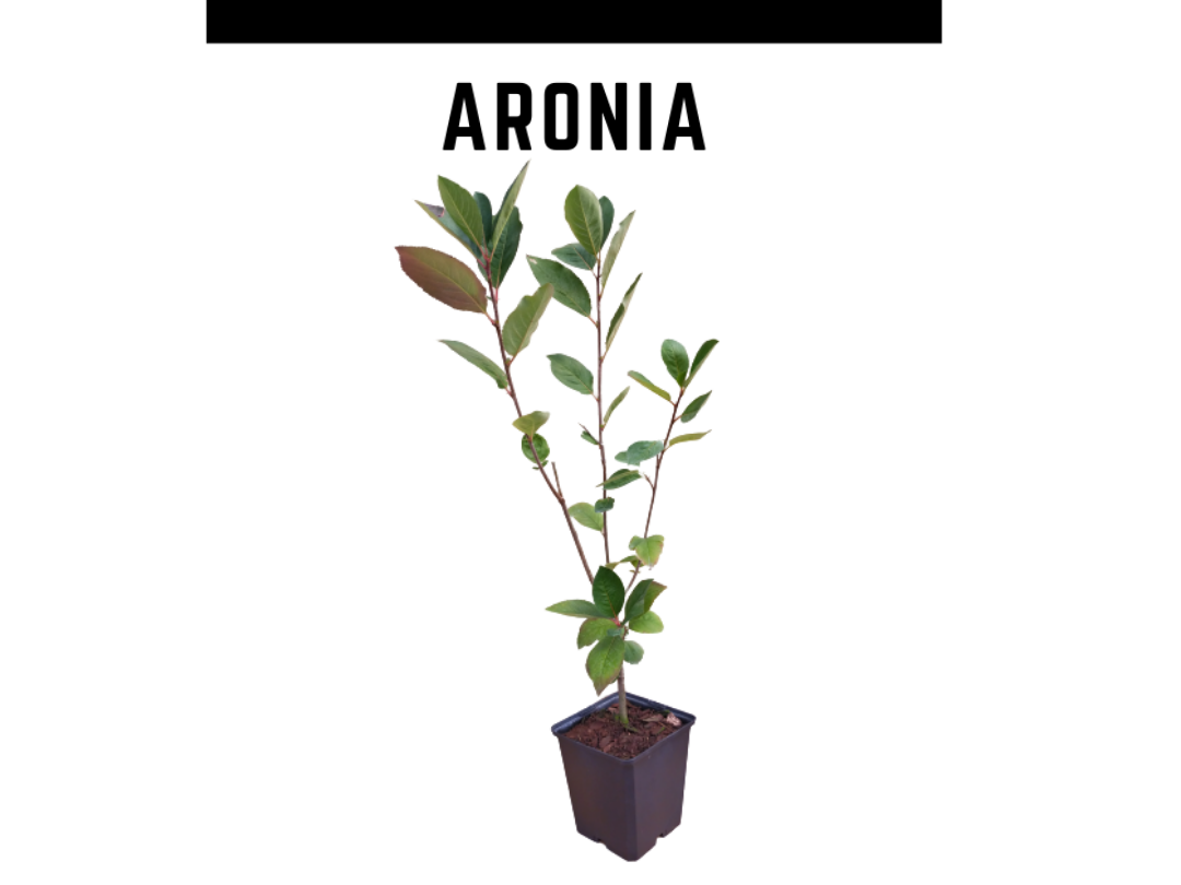 Venta planta aronia 1,5L