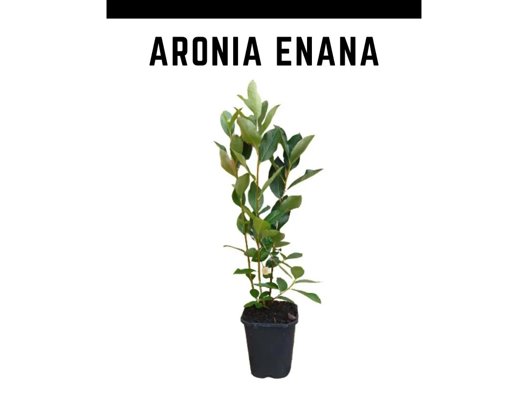 Planta aronia enana (Aronia x prunifolia) en maceta de 1 L