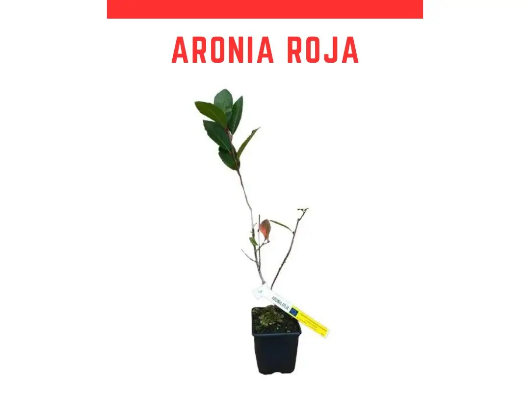 Venta planta aronia arbutifolia roja 1L