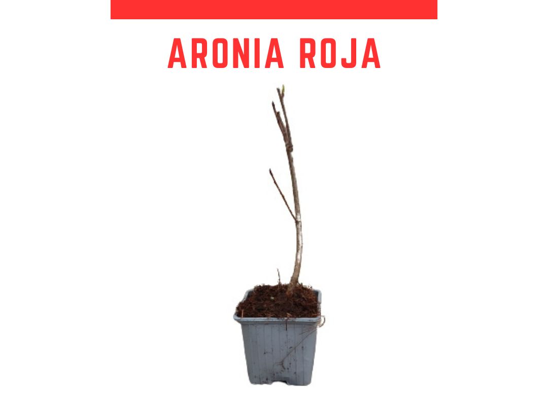 Venta planta aronia arbutifolia roja 0,7L