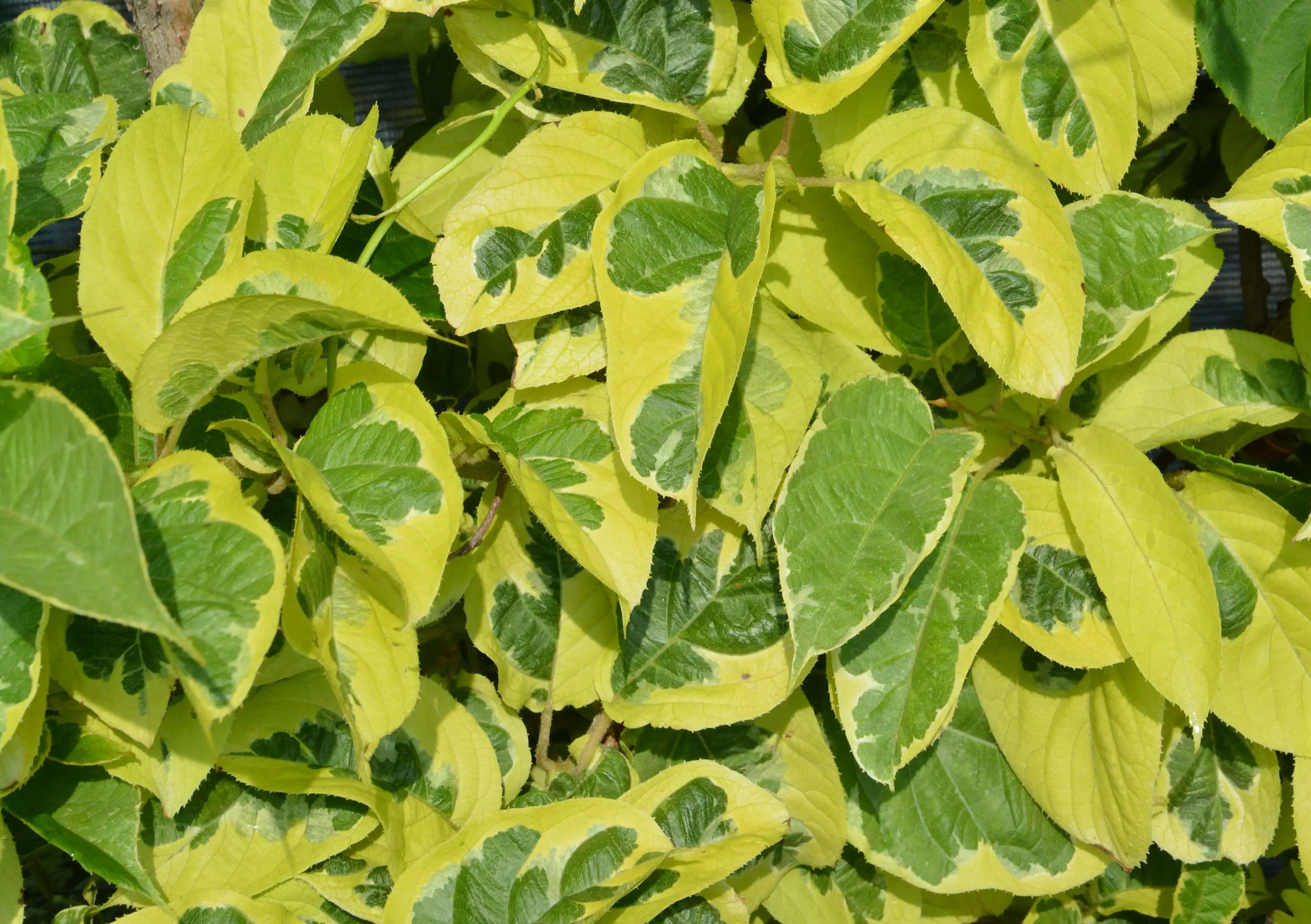 Venta online de plantas de kiwiño albino autofertil