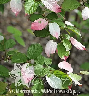 ADAM (Actinidia kolomikta) Belleza del rtico