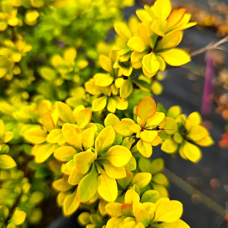 Agracejo japon�s Amarillo