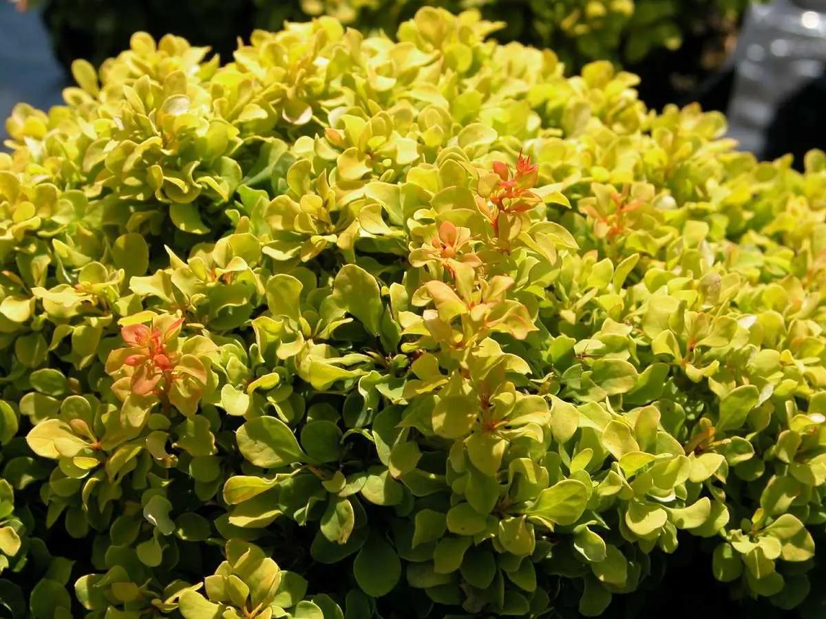 Plantas de agracejo japon�s dorado Golden nugget