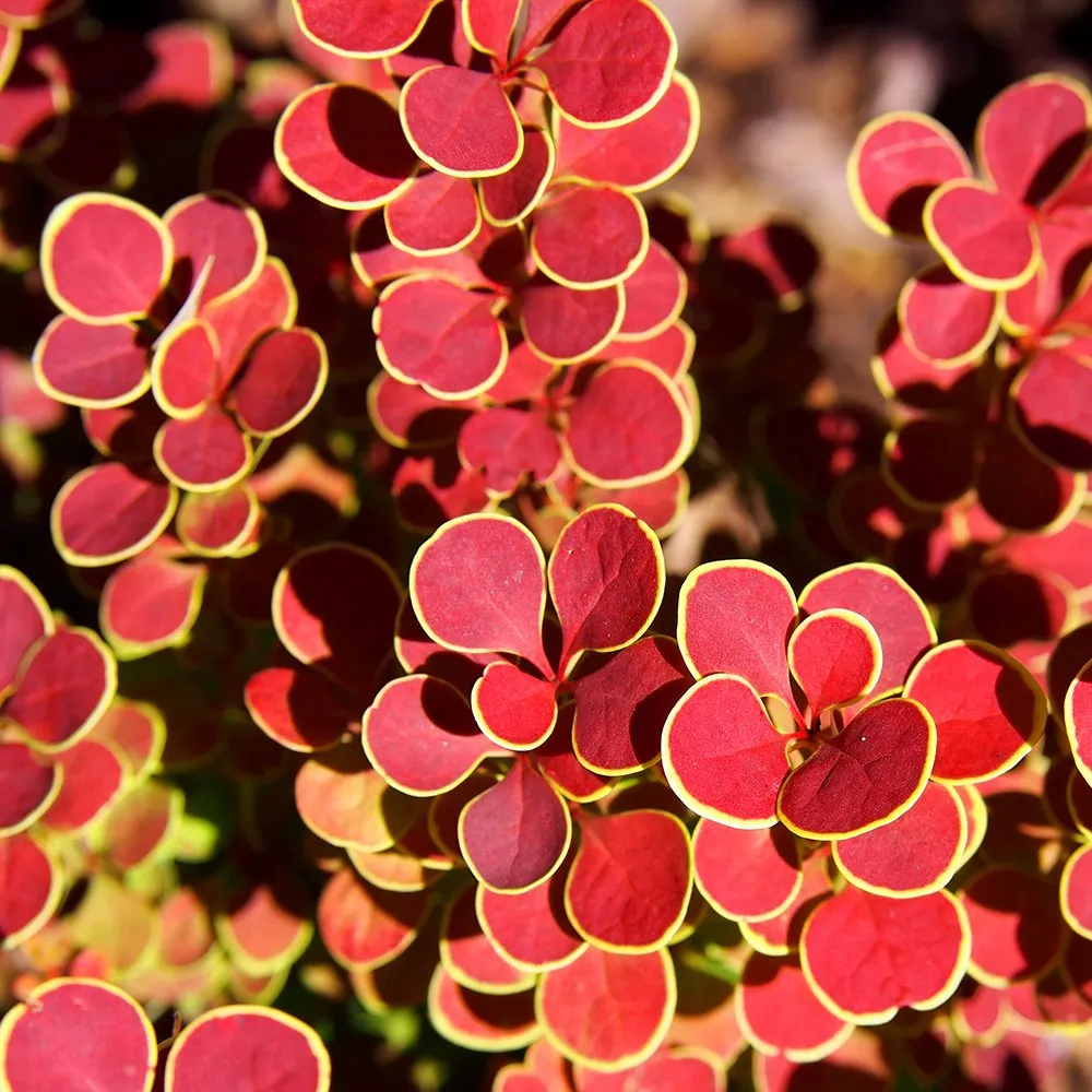 Agracejo japon�s naranja Berberis thunbergii Orange Ice