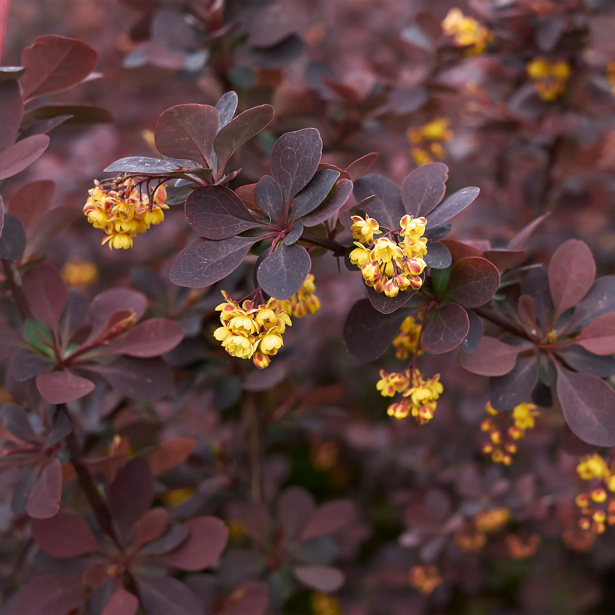 Agracejo rojo Atropurpurea Nana Berberis thunbergii
