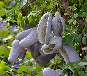 Akebia quinata planta chocolate trepadora